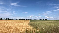 Landschaft mit zwei Feldern: links goldenes Weizenfeld, rechts grünes Getreidefeld, dazwischen eine klare Linie. Im Hintergrund Bäume und blauer Himmel mit Wolken.