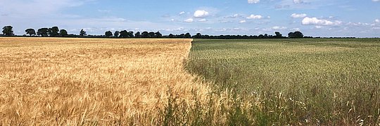Landschaft mit zwei Feldern: links goldenes Weizenfeld, rechts grünes Getreidefeld, dazwischen eine klare Linie. Im Hintergrund Bäume und blauer Himmel mit Wolken.