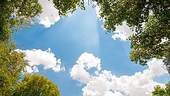 Bäume und blauer Himmel.