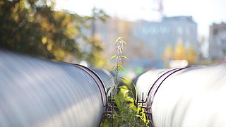 Blühende Pflanze zwischen Fernwärme-Rohren