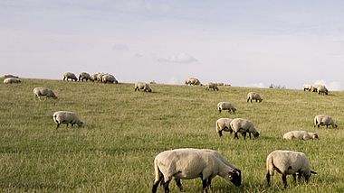 Schafe grasen auf einem grünen Feld unter blauem Himmel.