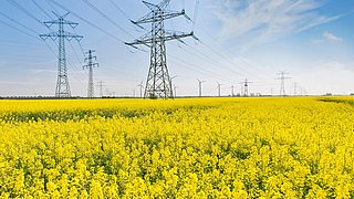 Rapsfeld mit Stromnetz im Hintergrund
