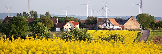 Rapsfelder mit Windrädern im Hintergrund