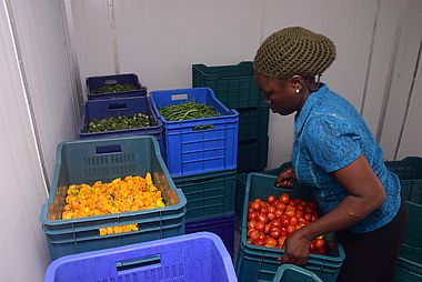 Eine Frau sortiert im Inneren des Kühlraums Gemüse in Kisten