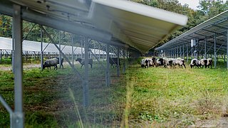 Die Freiflächen-Photovoltaik-Anlage der STOPA Anlagenbau GmbH mit Schafen zur Beweidung.