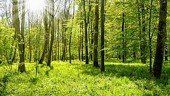 Heller Wald mit vielen grünen Bäumen und dichtem, grünem Unterholz. Sonnenstrahlen scheinen durch die Baumkronen.